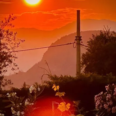 Delle Vigne *