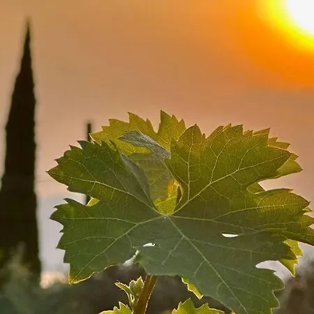 Vila Delle Vigne *